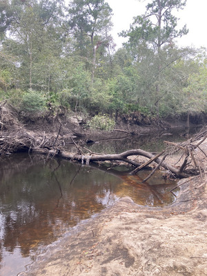 [River Deadfall, Langdale Park Boat Ramp, Withlacoochee River @ North Valdosta Road 2024-09-05, 2024:09:05 10:29:35, 30.8873778, -83.3240361]