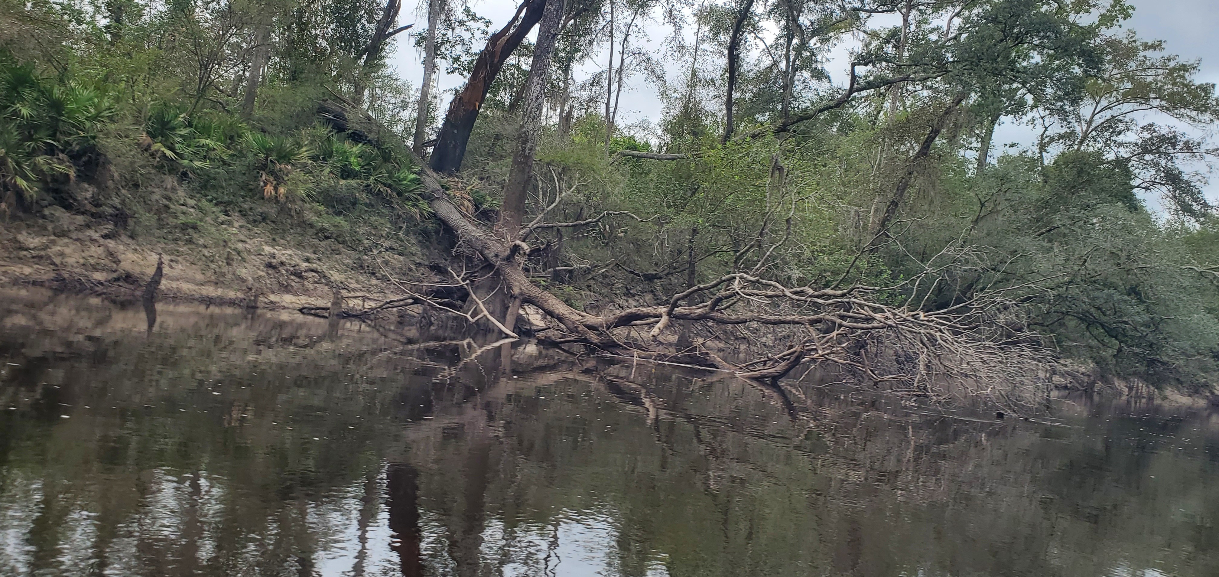 Left bank deadfall not obstructing, 2024:09:14 11:04:52, 30.8396551, -83.3544777