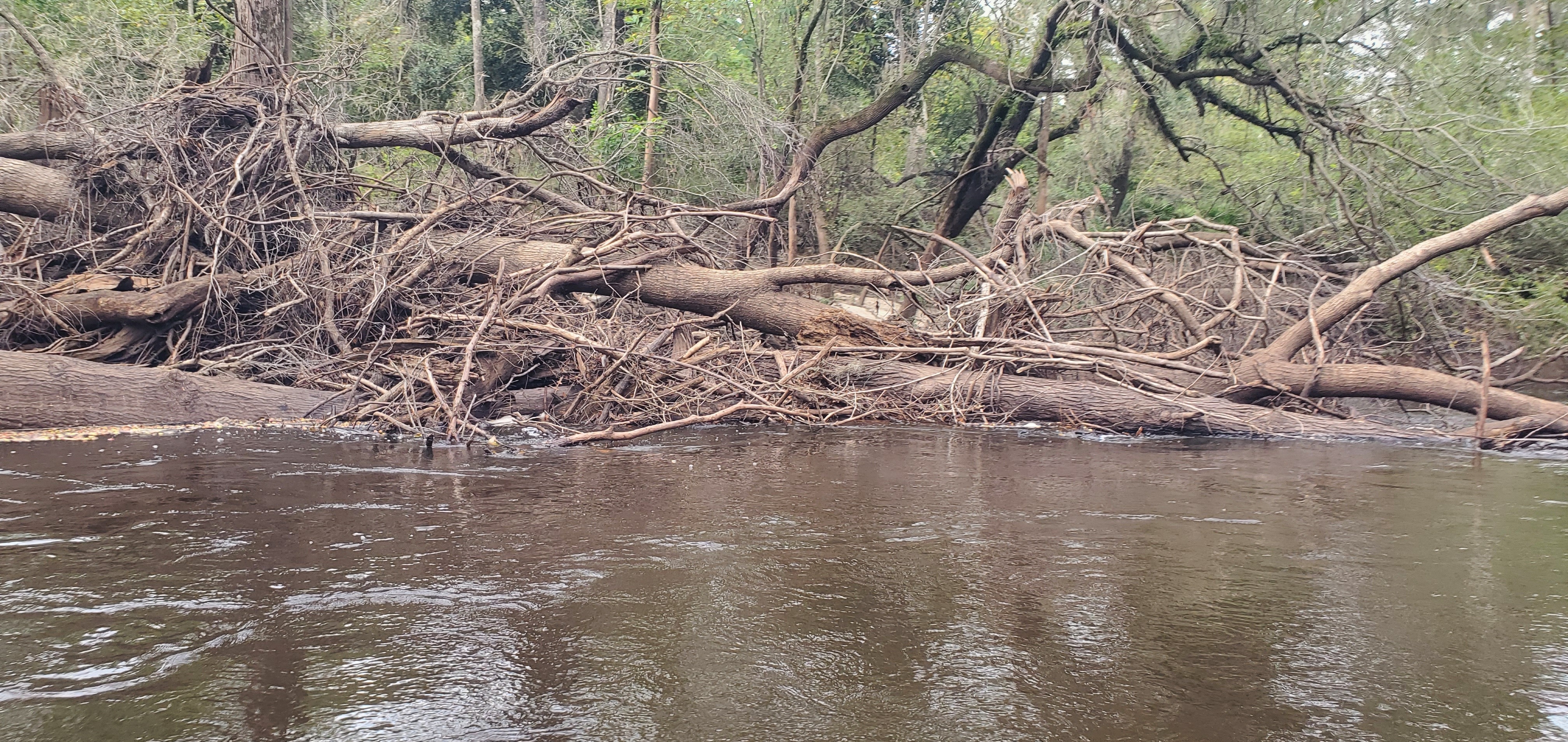 Wetherington Branch Deadfall; we sawed through this last time, 2024:09:14 11:16:14, 30.8369922, -83.3643219