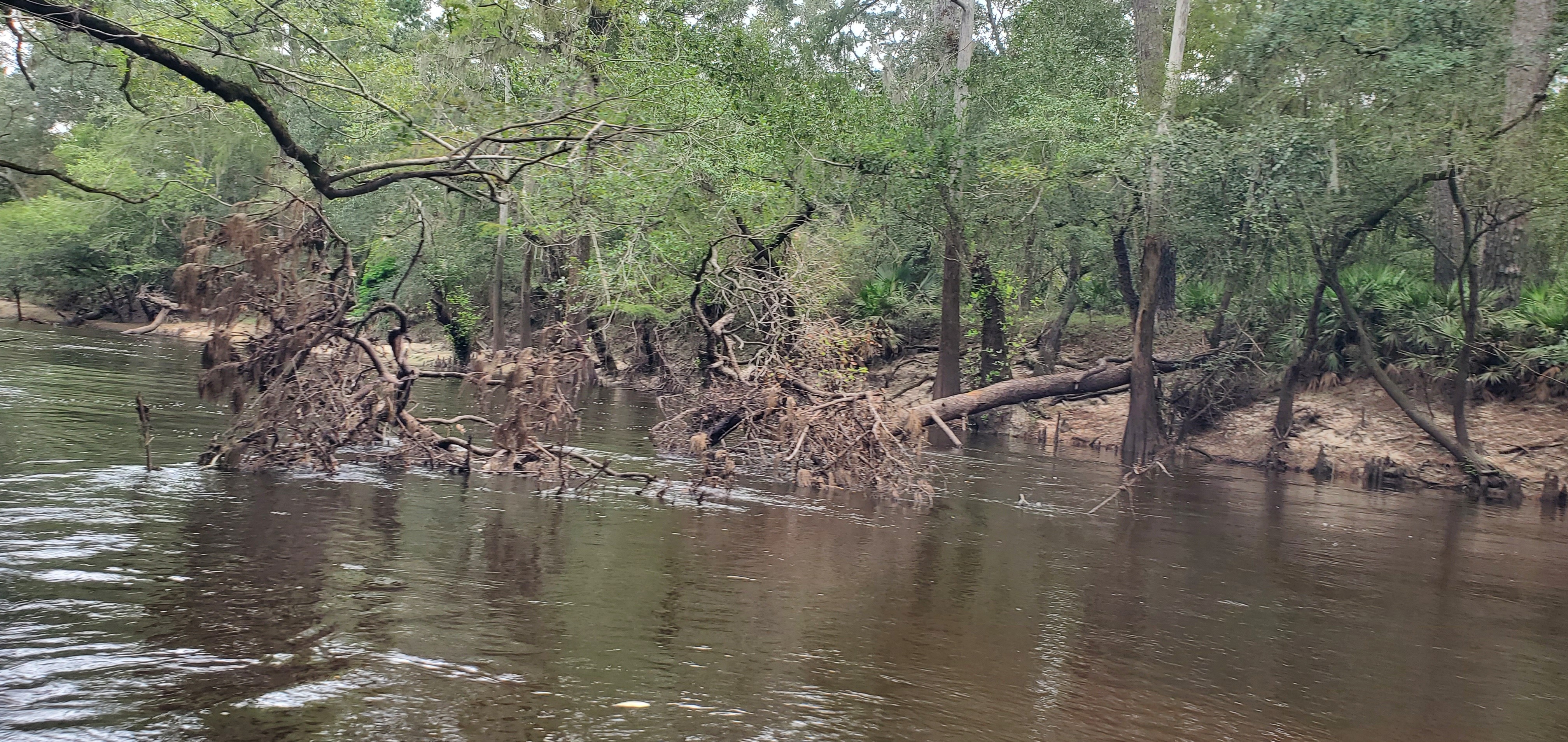 Pine Deadfall from downstream, 2024:09:14 11:26:08, 30.8363500, -83.3746564