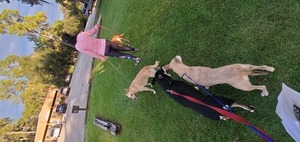 [Janet Massengale with the Suwannee Riverkeeper dogs: River, Sky, Blondie, and Honeybun]