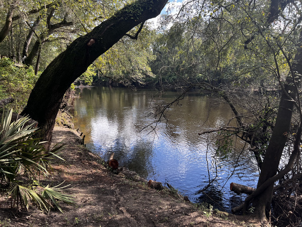 [Holly Point, Withlacoochee River @ NE Withla Bluffs Way 2024-09-18]