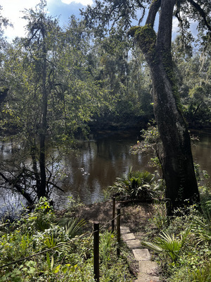 [Steps, Holly Point, Withlacoochee River @ NE Withla Bluffs Way 2024-09-18]