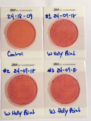 [Plates, Holly Point 2024-09-18]