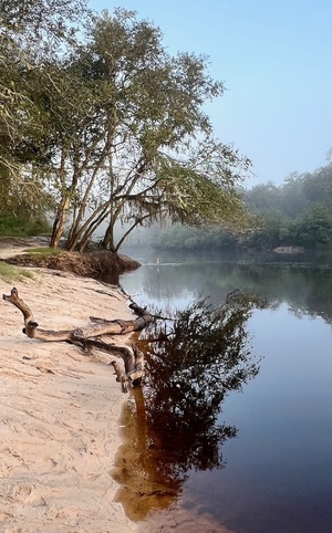 [Driftwood, Naylor Park Beach, Alapaha River @ US 84 2024-09-19]