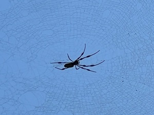 [Closeup spider, Naylor Park Beach, Alapaha River @ US 84 2024-09-19]