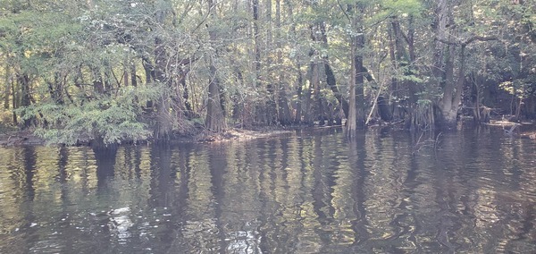 [Narrow with cypress knees --John S. Quarterman, 10:07:47, 31.2048822, -83.5121575]