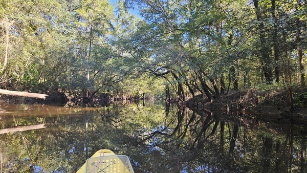 [Wide spot above Poley Branch --Darlene Eanes Ray, 10:40:05, 31.2079264, -83.5102156]