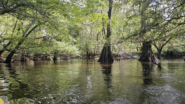 Twin cypress --Darlene Eanes Ray, 14:10:57, 31.2141760, -83.5120254