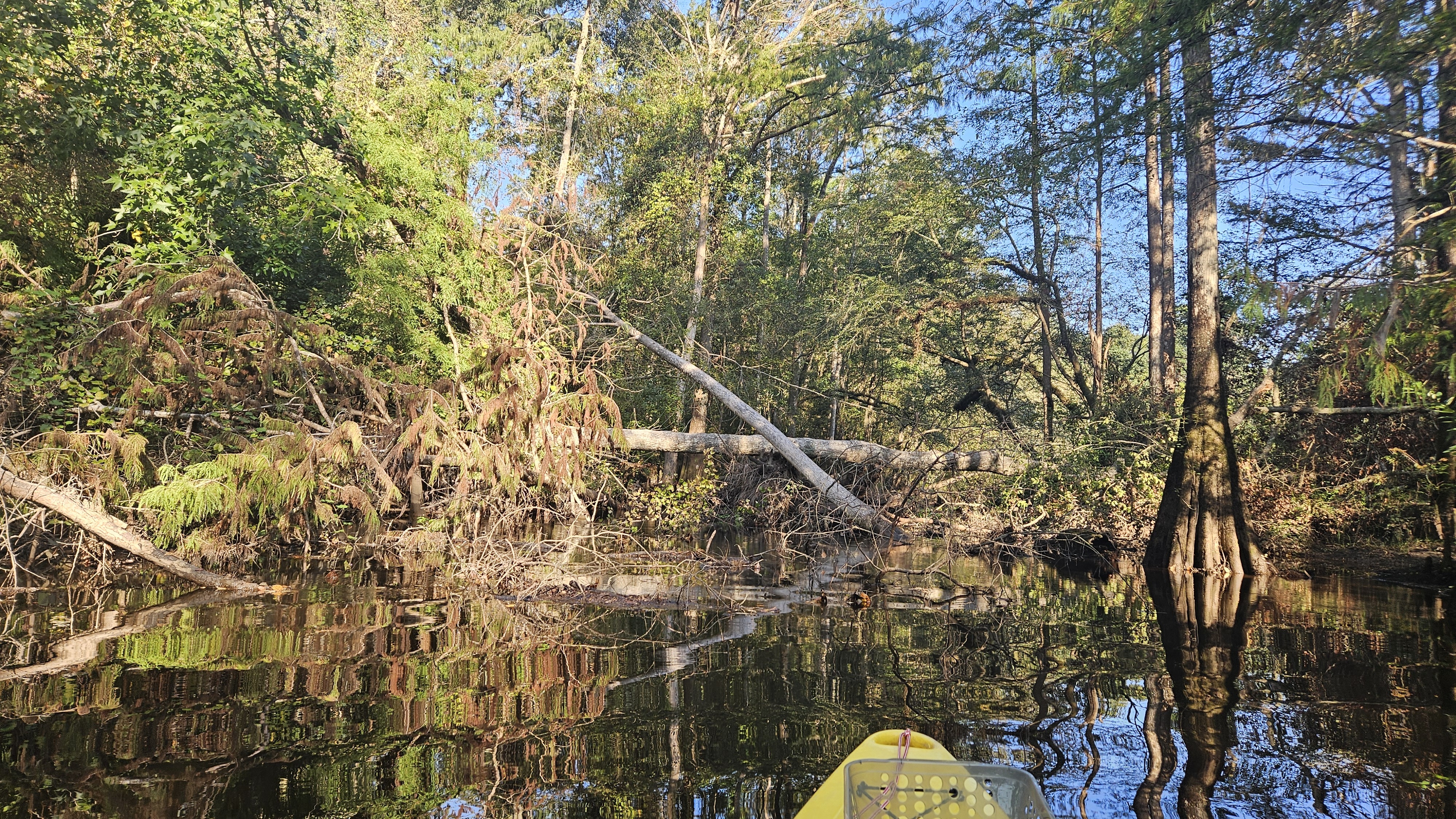 Rountree Deadfall 2 --Darlene Eanes Ray, 09:29:15, 31.1965168, -83.5201268