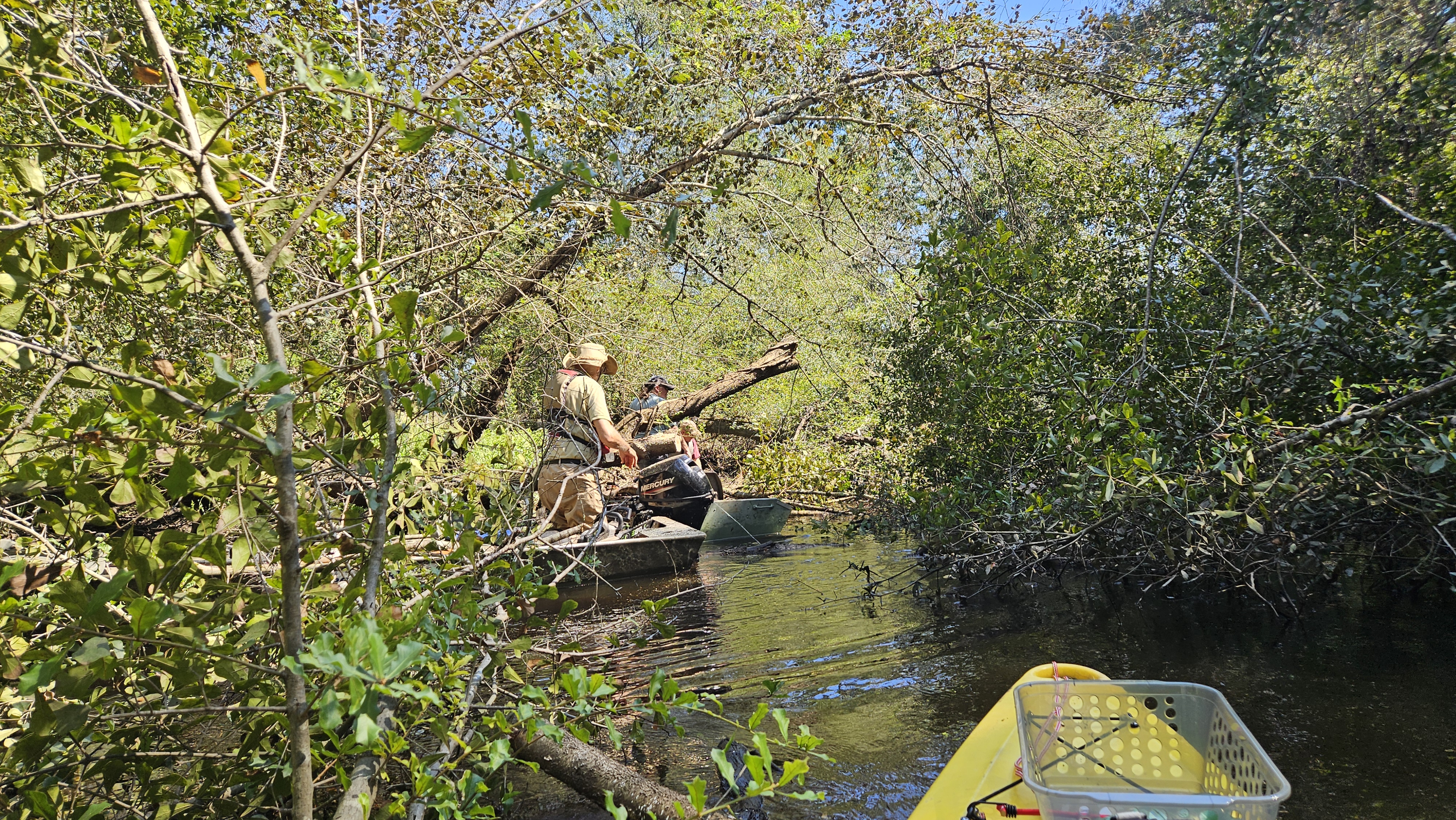 jsq shortening a branch of Poley Deadfall --Darlene Eanes Ray, 11:31:05, 31.2112305, -83.5109696