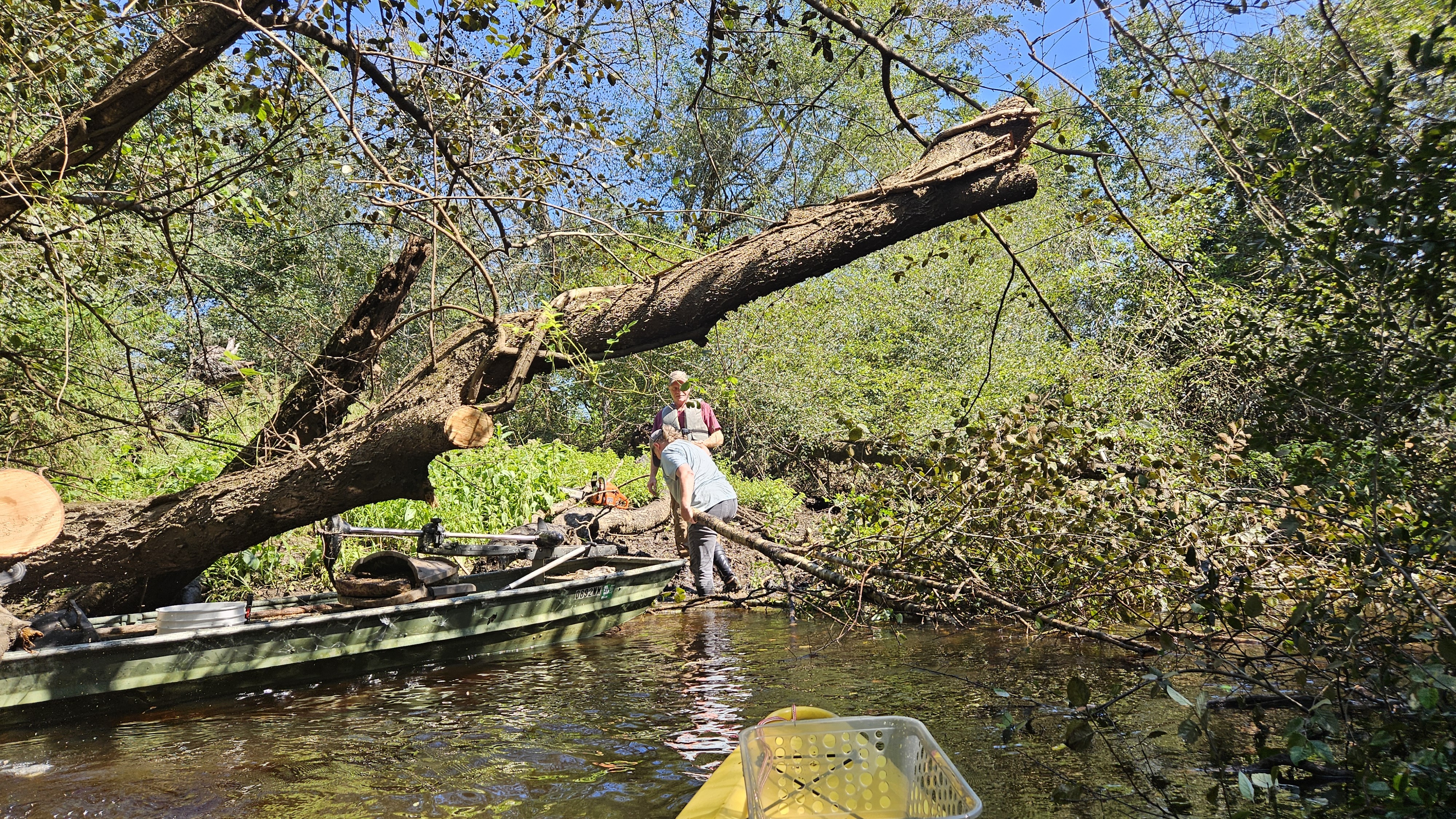 Paris hauling a branch ashore --Darlene Eanes Ray, 11:33:21, 31.2112497, -83.5109418