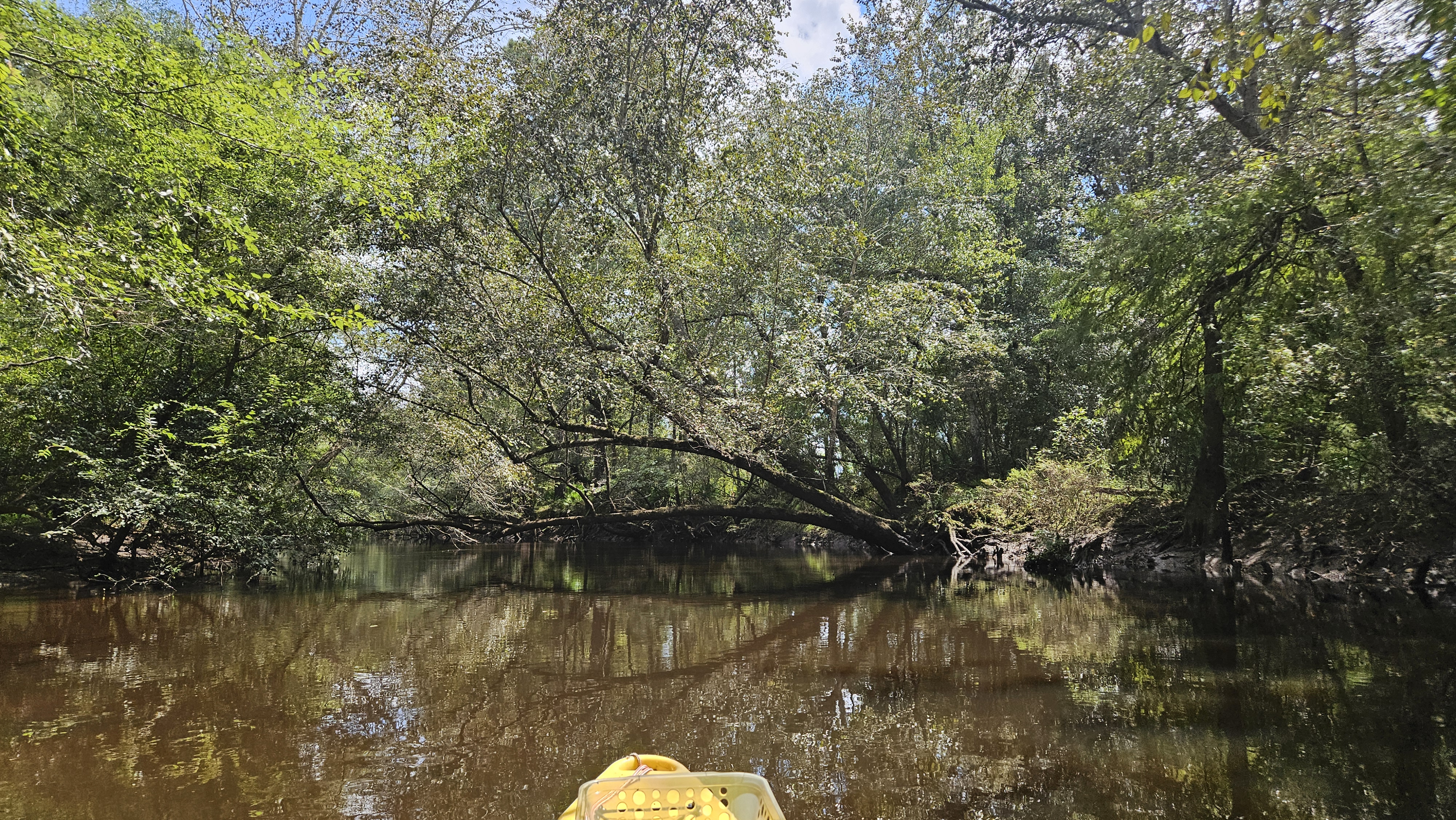 Another float under deadfall --Darlene Eanes Ray, 13:24:12, 31.2157939, -83.5119810