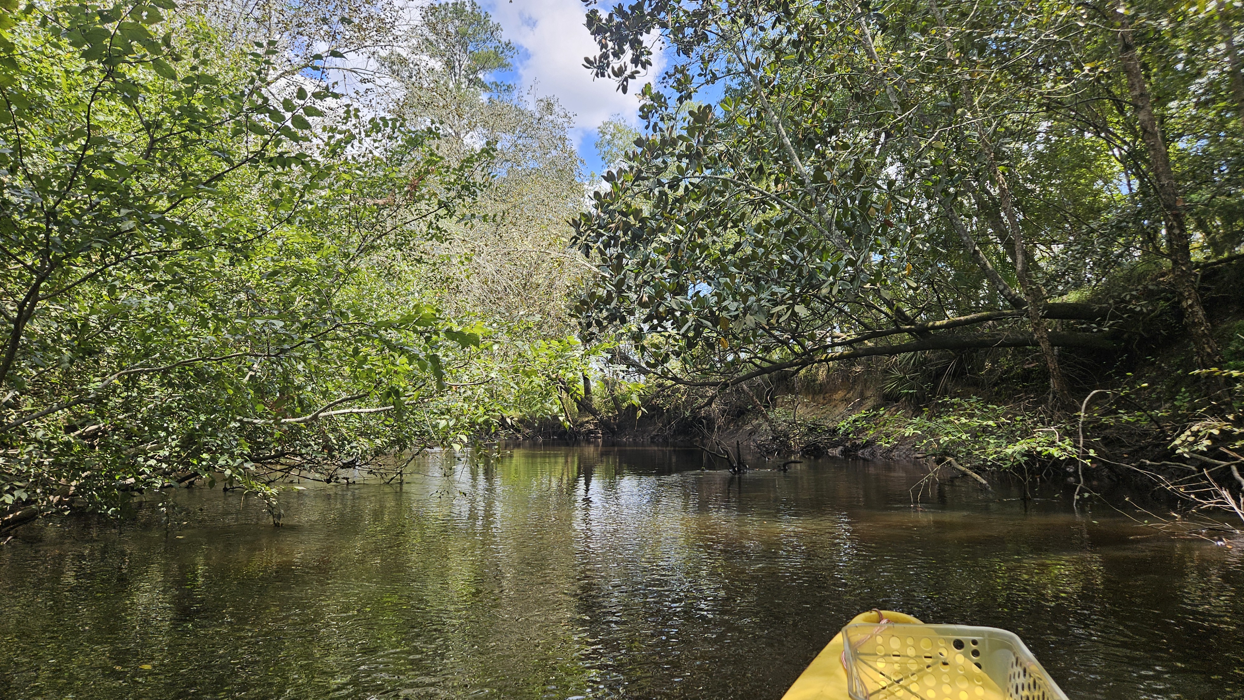 Steep left bank and upstream bend to the left --Darlene Eanes Ray, 13:27:26, 31.2153939, -83.5106612