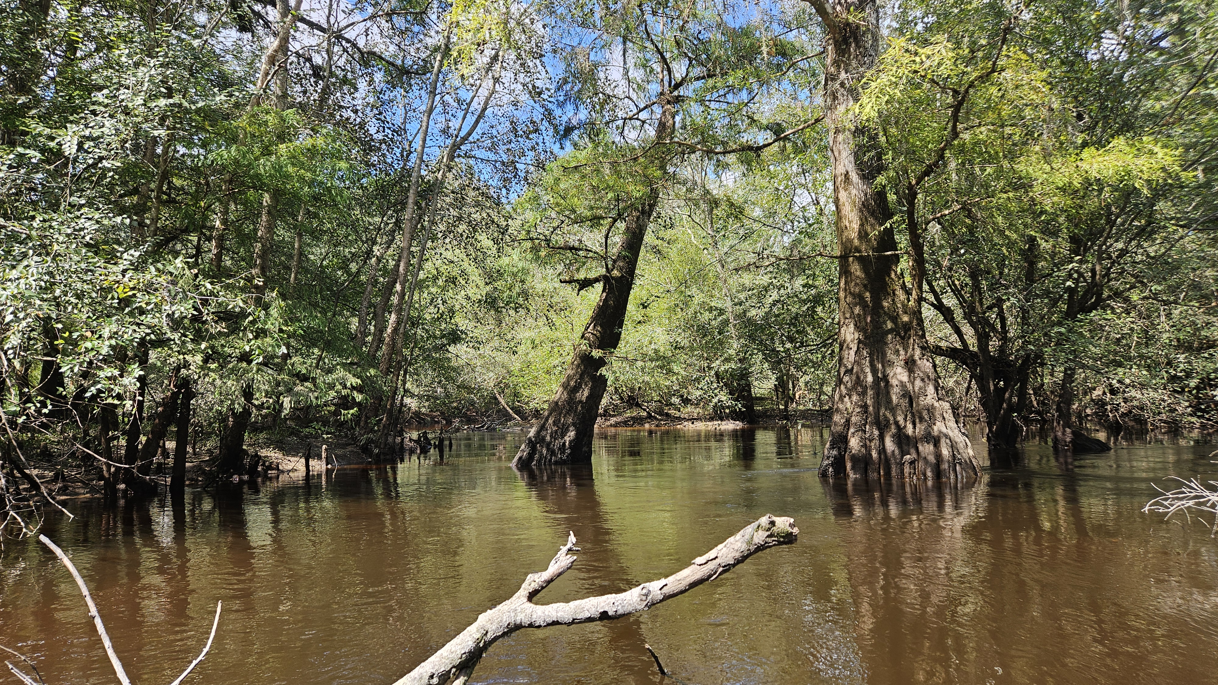 Branch and trees --Darlene Eanes Ray, 14:16:50, 31.2122894, -83.5115496