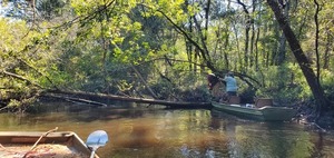 [Tommy walking the log, Paris trimming branches --John S. Quarterman, 11:13:34, 31.2112623, -83.5111863]