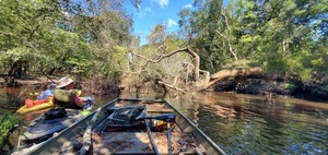 [Darlene, Tish, and a deadfall --John S. Quarterman, 12:40:56, 31.2147901, -83.5117062]