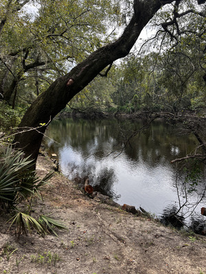 [Other, Holly Point, Withlacoochee River 2024-09-25]