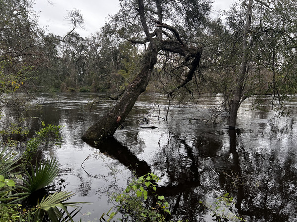 [Holly Point, Withlacoochee River 2024-10-04]