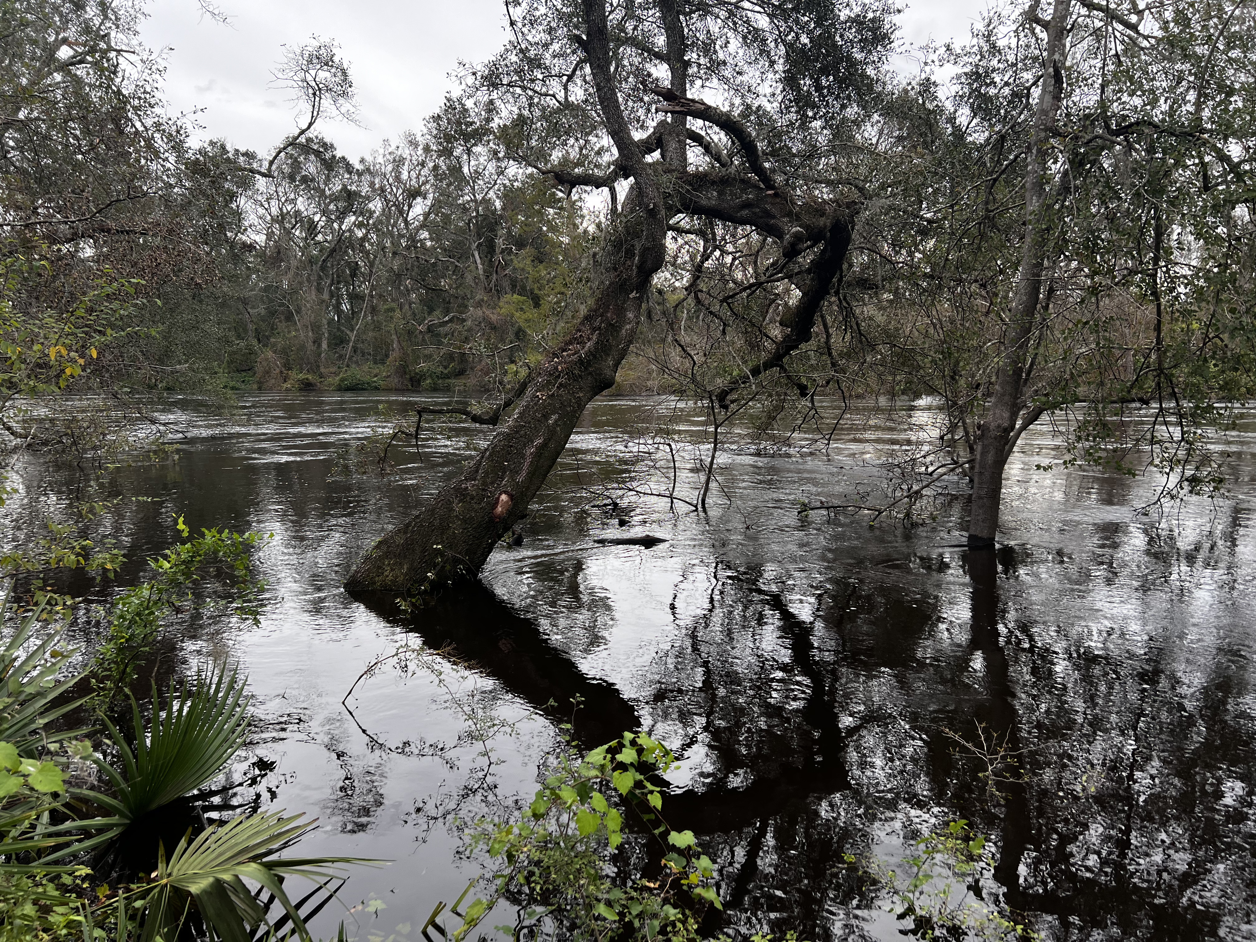 Holly Point, Withlacoochee River 2024-10-04