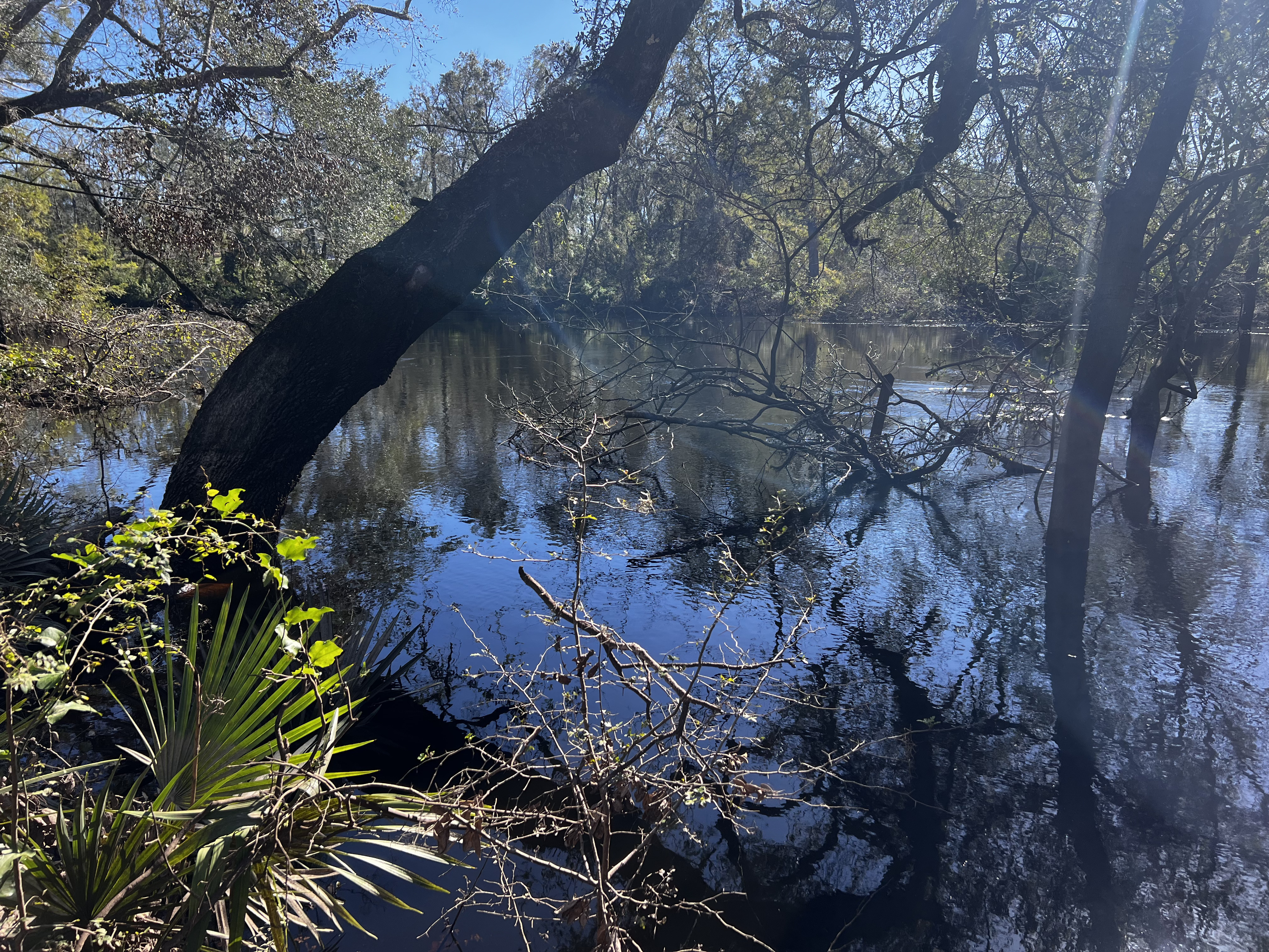 Holly Point other, Withlacoochee River @ NE Withla Bluffs Way 2024-10-10