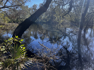 [Holly Point other, Withlacoochee River @ NE Withla Bluffs Way 2024-10-10]