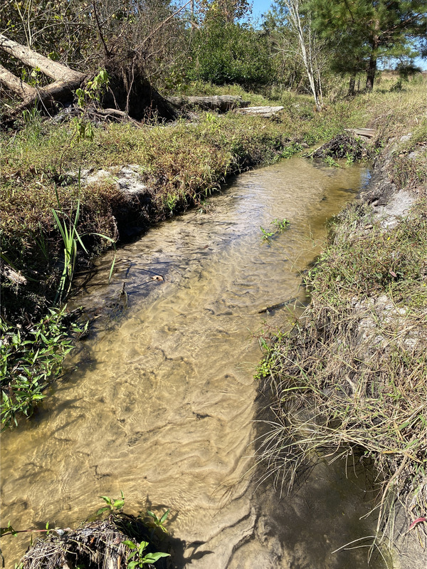 [Alapaha Settlement Pond Stream, Alapaha River @ US 82 2024-10-13]