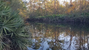 [Downstream, Hagan Bridge Landing, Withlacoochee River @ GA 122 2024-10-17]