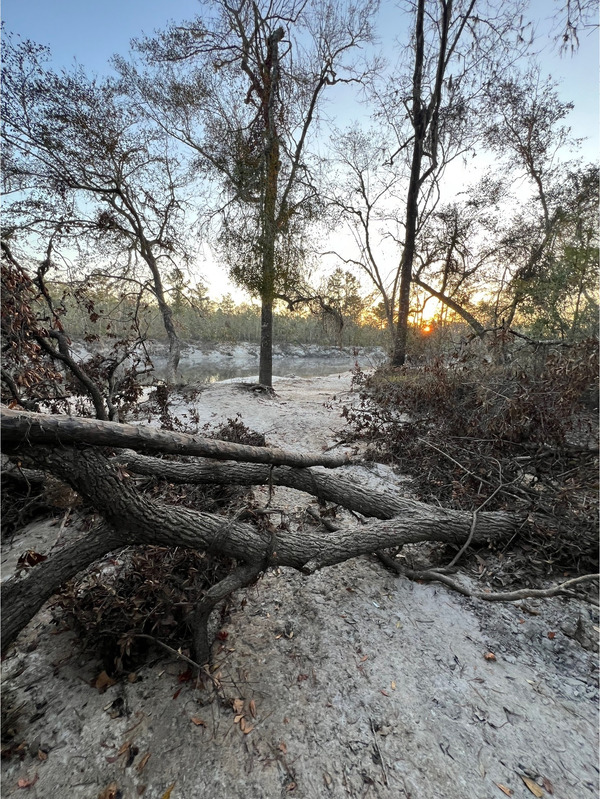 [Naylor Park Beach, Alapaha River @ US 84 2024-10-24]