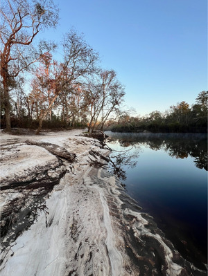 [Naylor Park Beach downstream, Alapaha River @ US 84 2024-10-24]