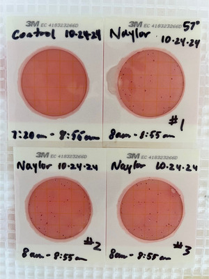 [Plates, Naylor Park Beach 2024-10-24]