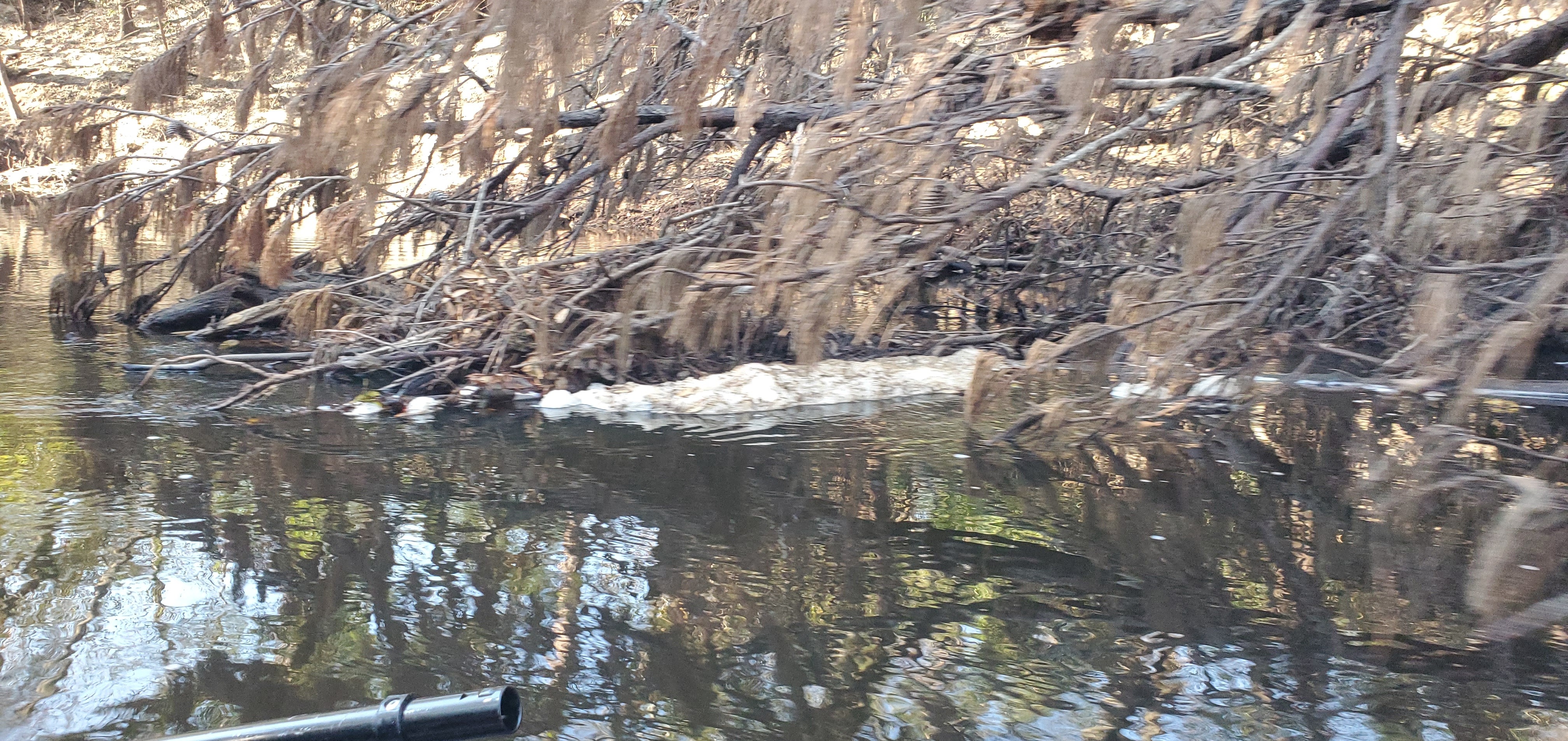 Natural foam near right bank, Little River, 10:11:21, 30.8503422, -83.3486151