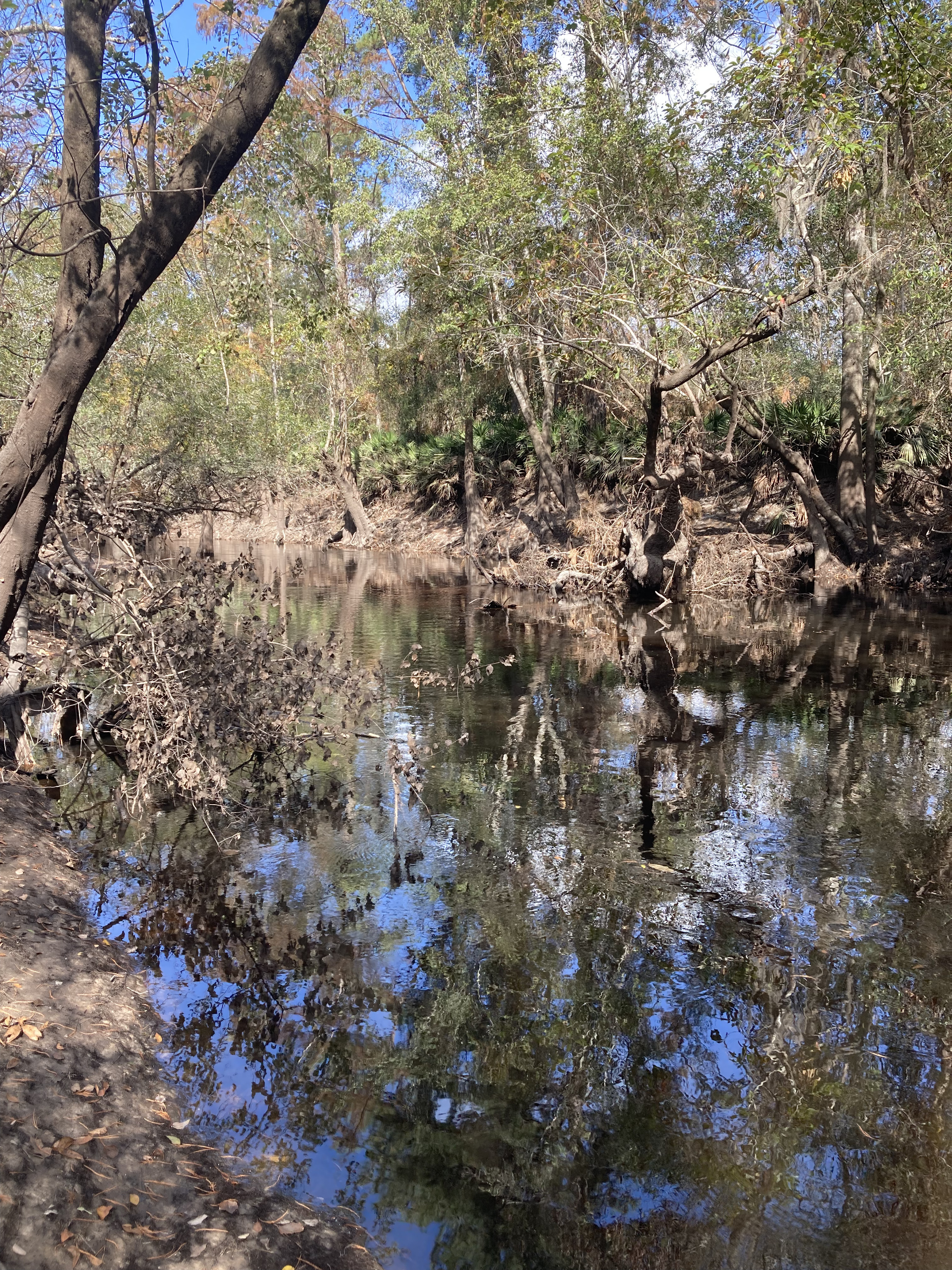 Franklinville downstream, Withlacoochee River @ Frankinville Road 2024-10-31