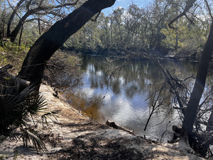 [Holly Point other, Withlacoochee River @ NE Withla Bluffs Way 2024-10-30]