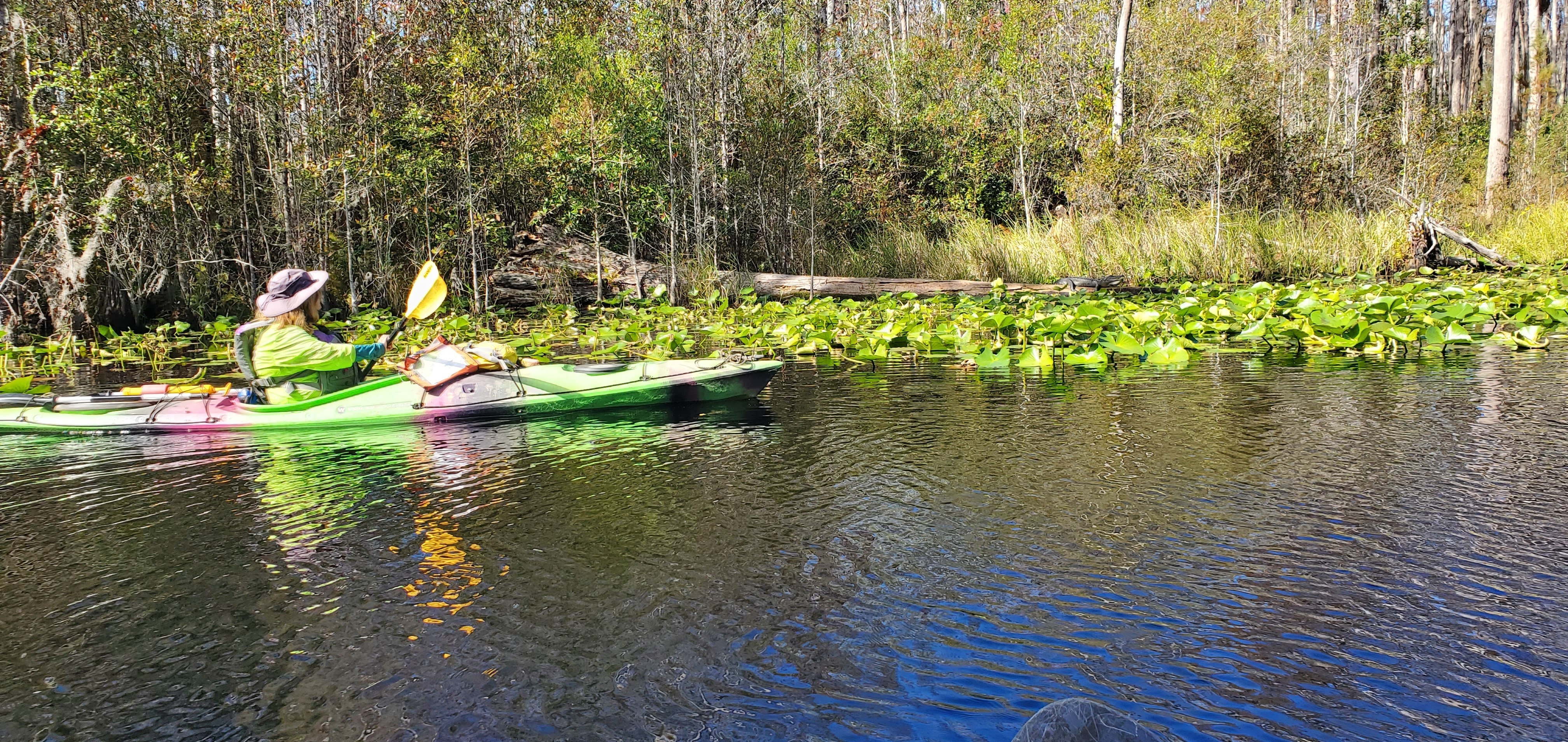 Gator on log, 2023-11-04, 30.8615189, -82.3230647