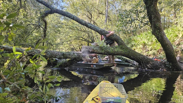 [Suwannee Riverkeeper John S. Quarterman sawing a deadfall in the Little River 2024-09-21 --Darlene Eanes Ray]