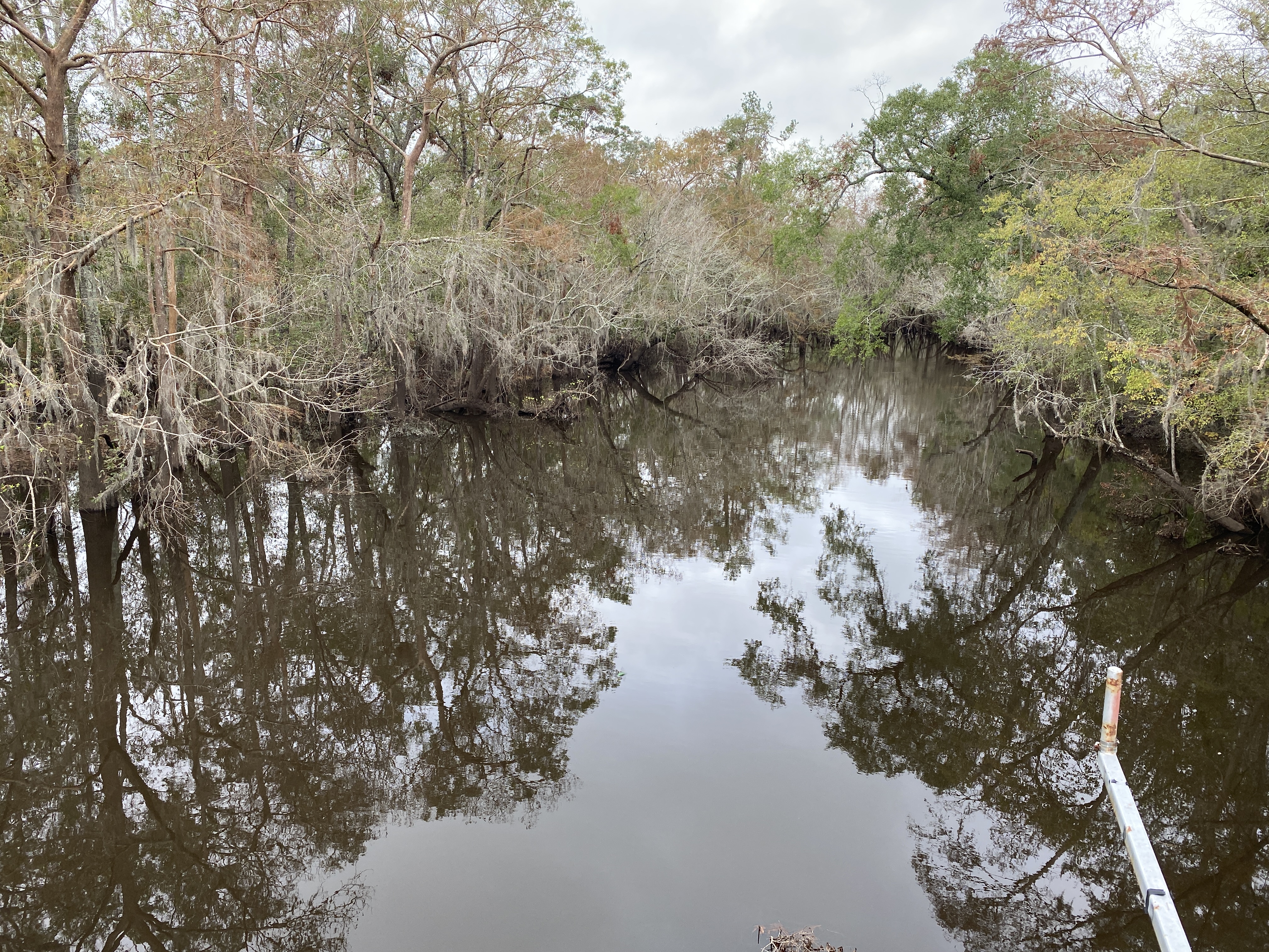 Alapaha River above Sheboggy Boat Ramp 2024-11-10