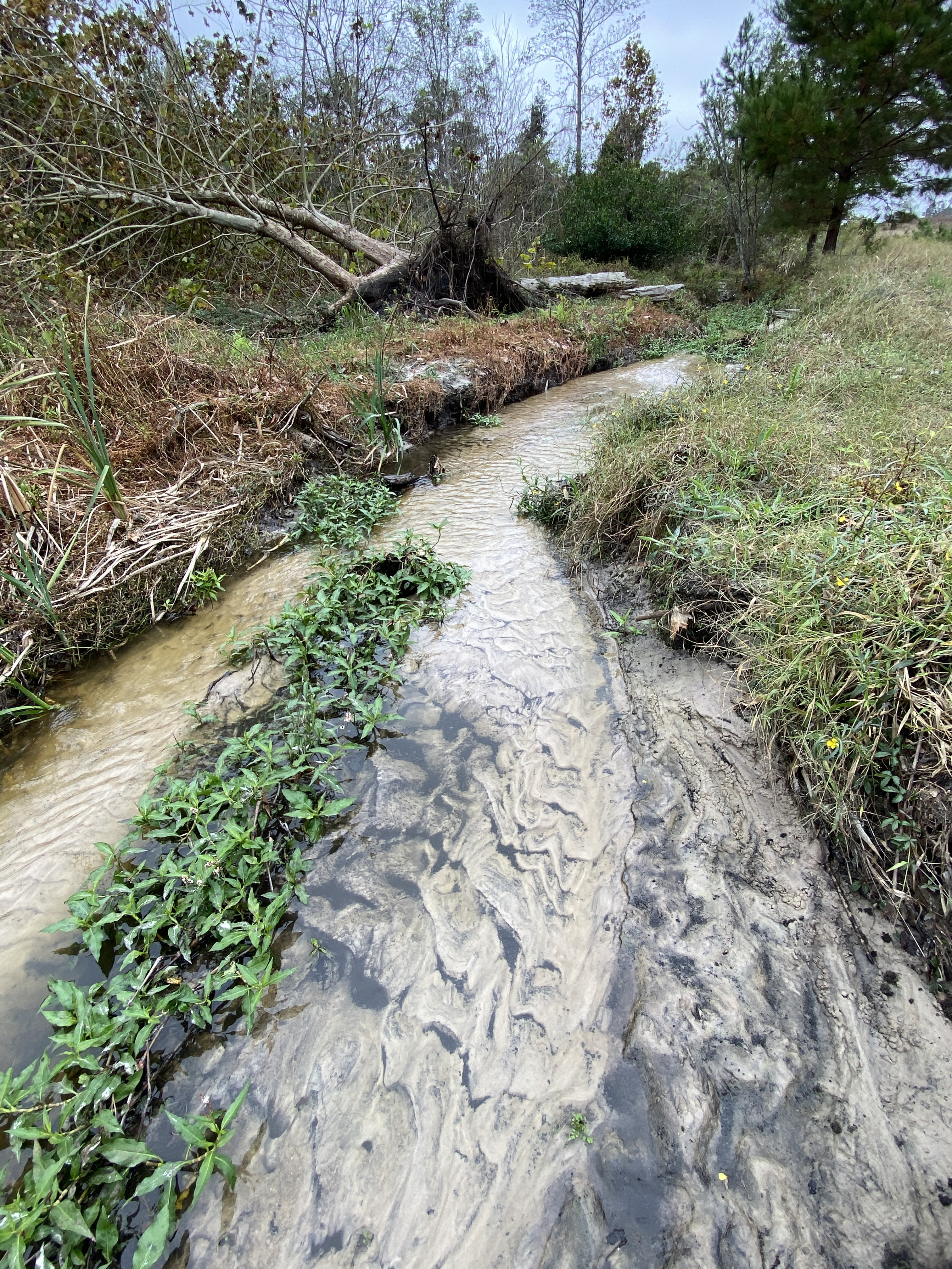 Outflow Creek, Alapaha Wastewater Treatment Plant 2024-11-10