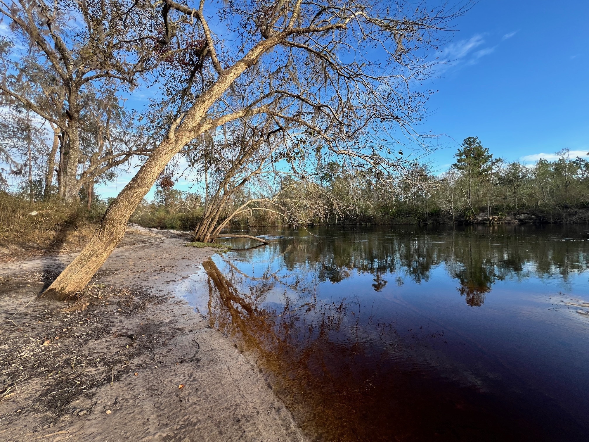 Naylor Park Beach downstream, Alapaha River @ US 84 2024-11-13