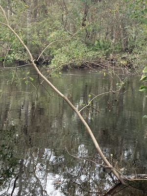 [Staten Road other, Withlacoochee River @ Staten Road 2024-11-14]