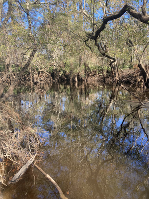 [Staten Road downstream, Withlacoochee River @ Staten Road 2024-11-21]