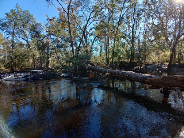 [Preparing to saw off the small log --Phil Royce, 10:16:00, 30.8447282, -83.34745]