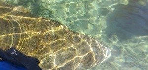 [Manatee under boat at Ichetucknee River Confluence 2020-01-20]