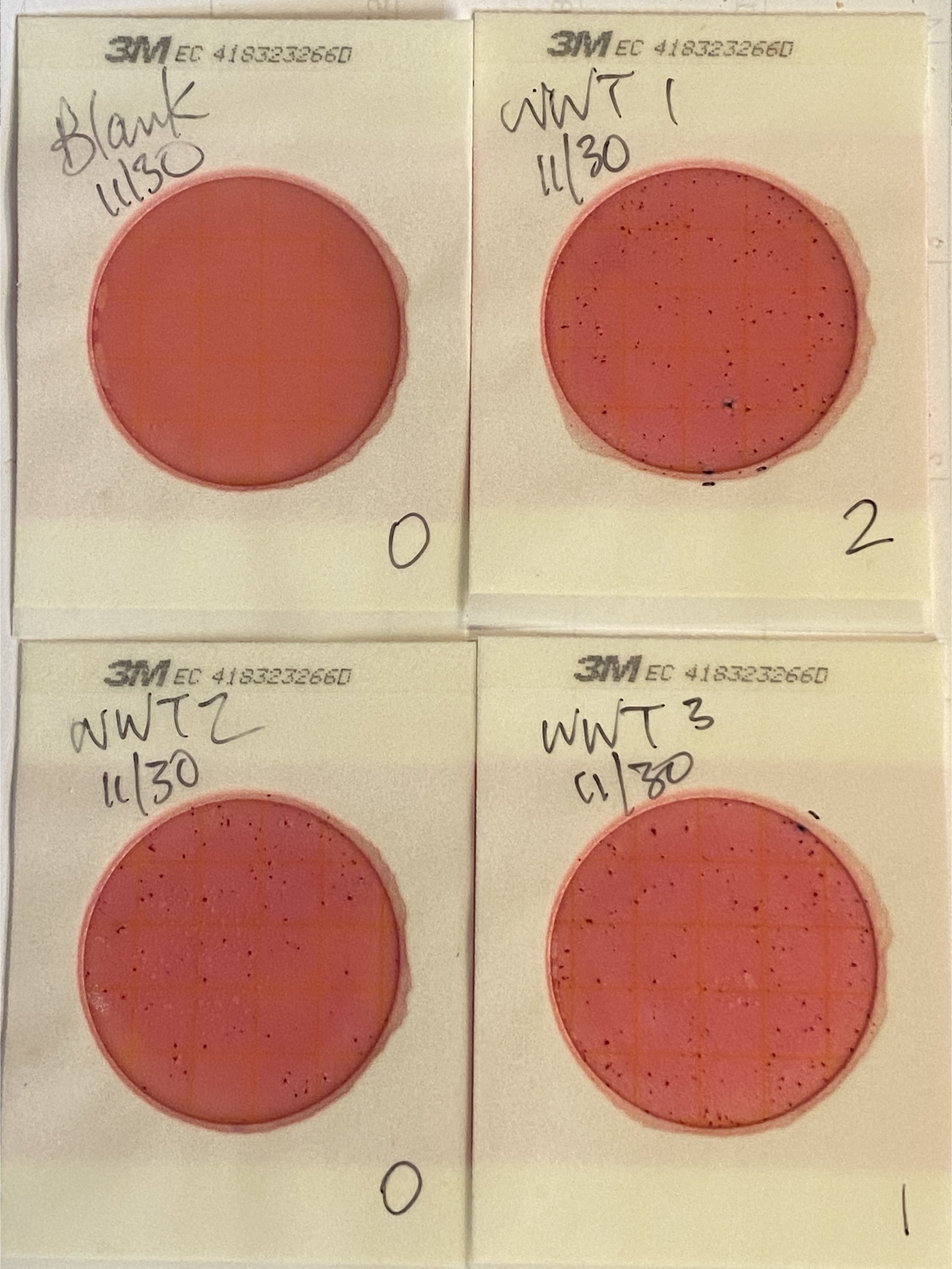 Plates, Alapaha WWTP outflow creek 2024-11-30