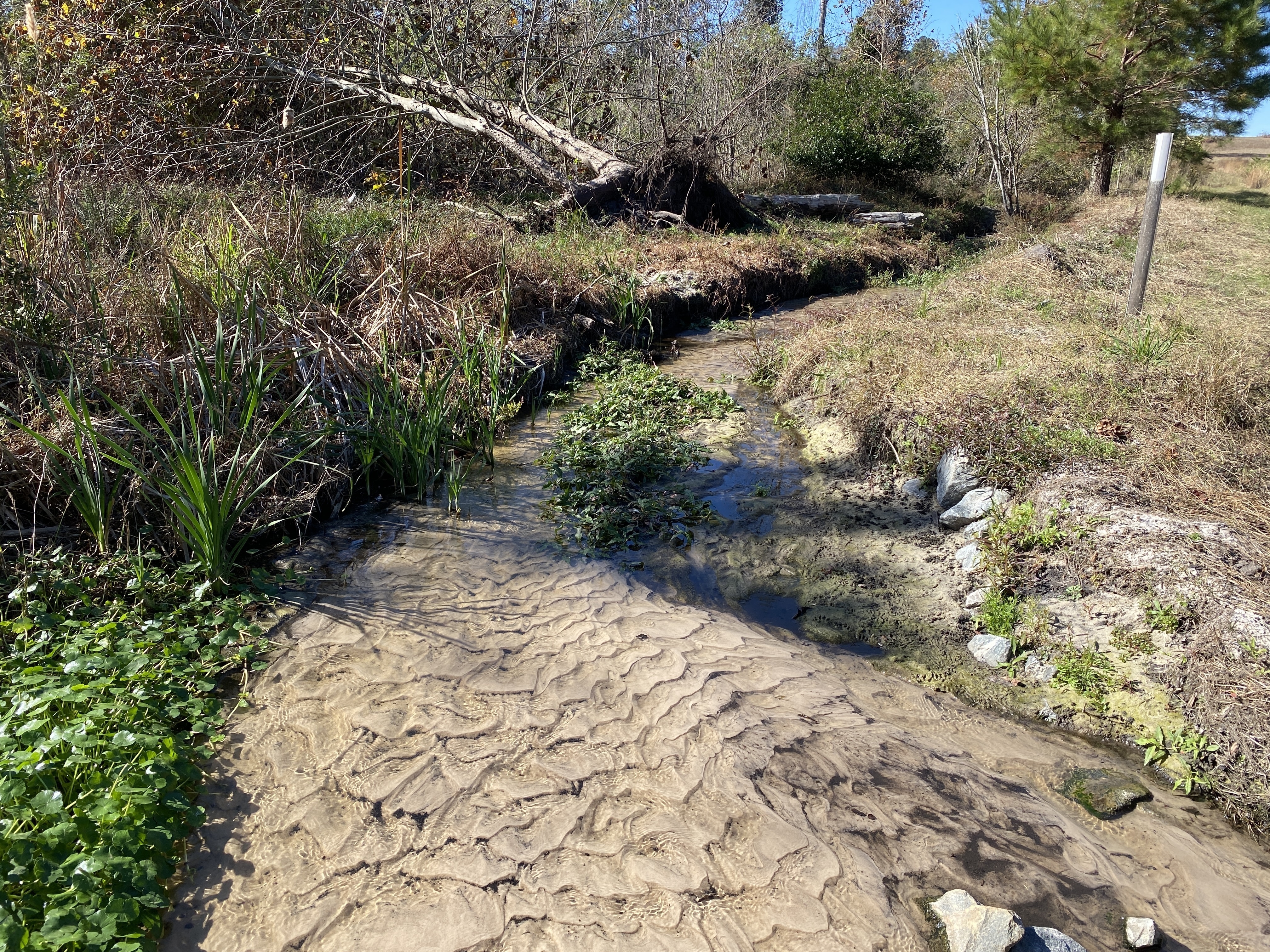 Alapaha WWTP outflow creek 2024-11-30