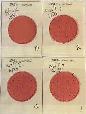 [Plates, Alapaha WWTP outflow creek 2024-11-30]