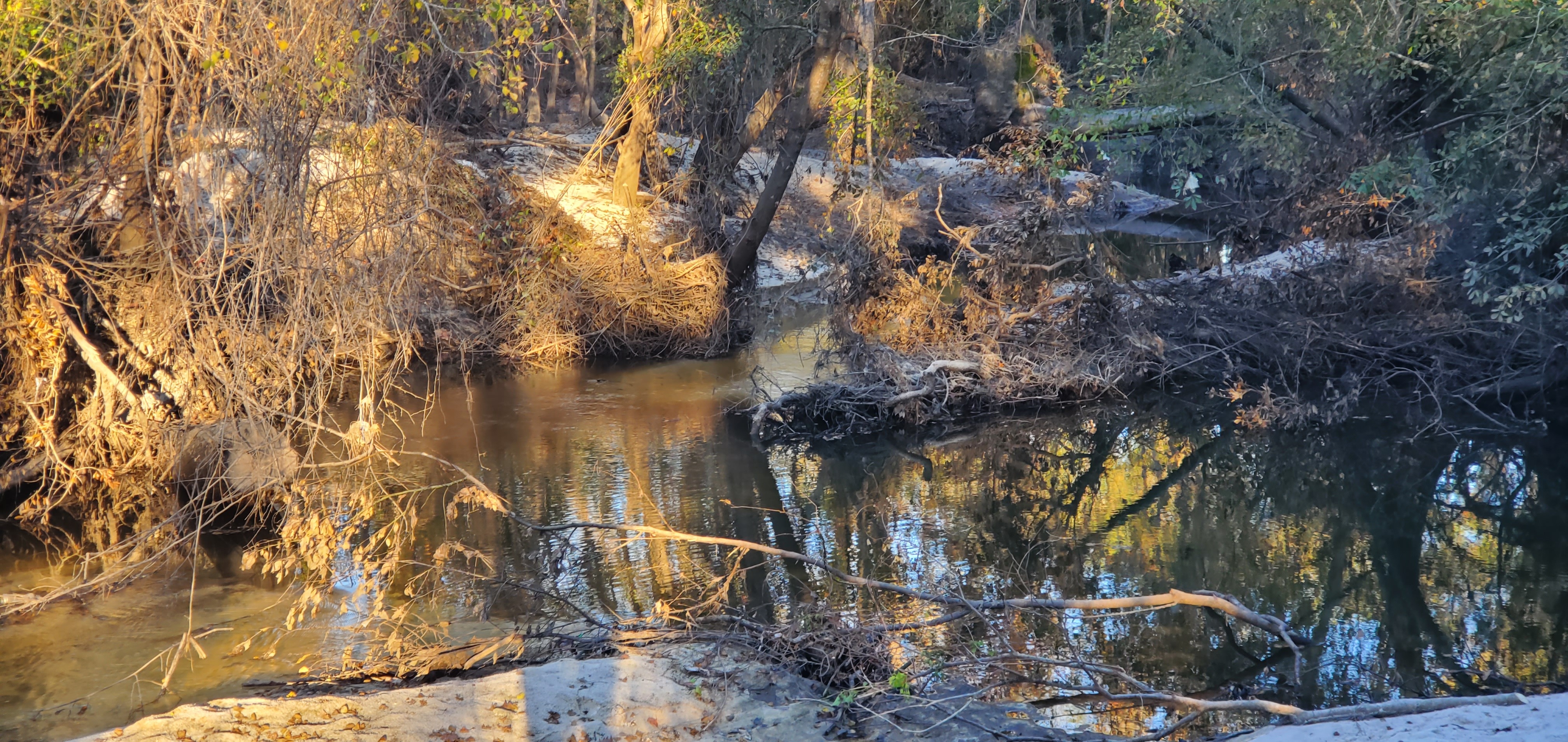 Two Mile Branch entering Sugar Creek 2024-12-02