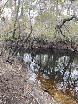 [Downstream, Franklinville, Withlacoochee River @ Frankinville Road 2024-12-05]