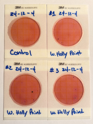 [Plates, Holly Point 2024-12-05]