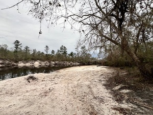 [Naylor Park Beach upstream, Alapaha River @ US 84 2024-12-05]